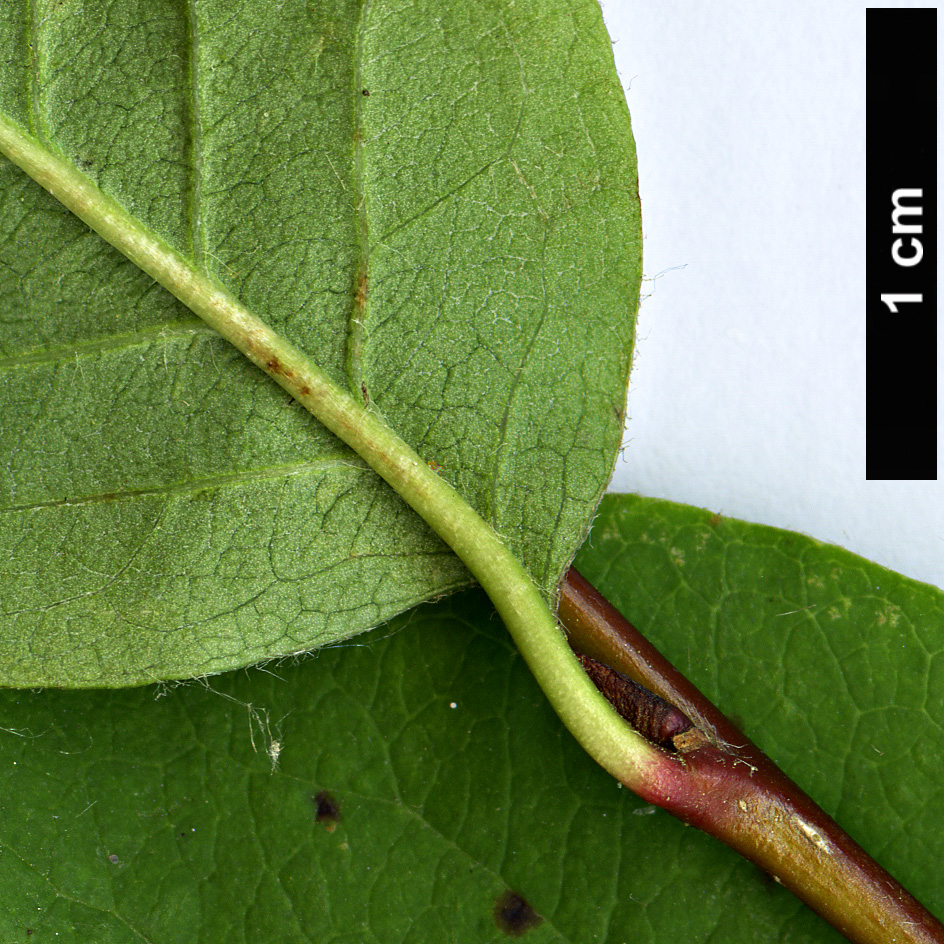High resolution image: Family: Rosaceae - Genus: Cotoneaster - Taxon: roseus High resolution image: Family: Rosaceae - Genus: Cotoneaster - Taxon: roseus